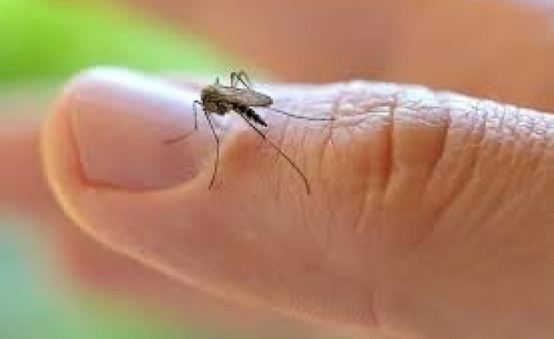 Saúde mantém trabalho intensificado de combate ao mosquito Aedes aegypti