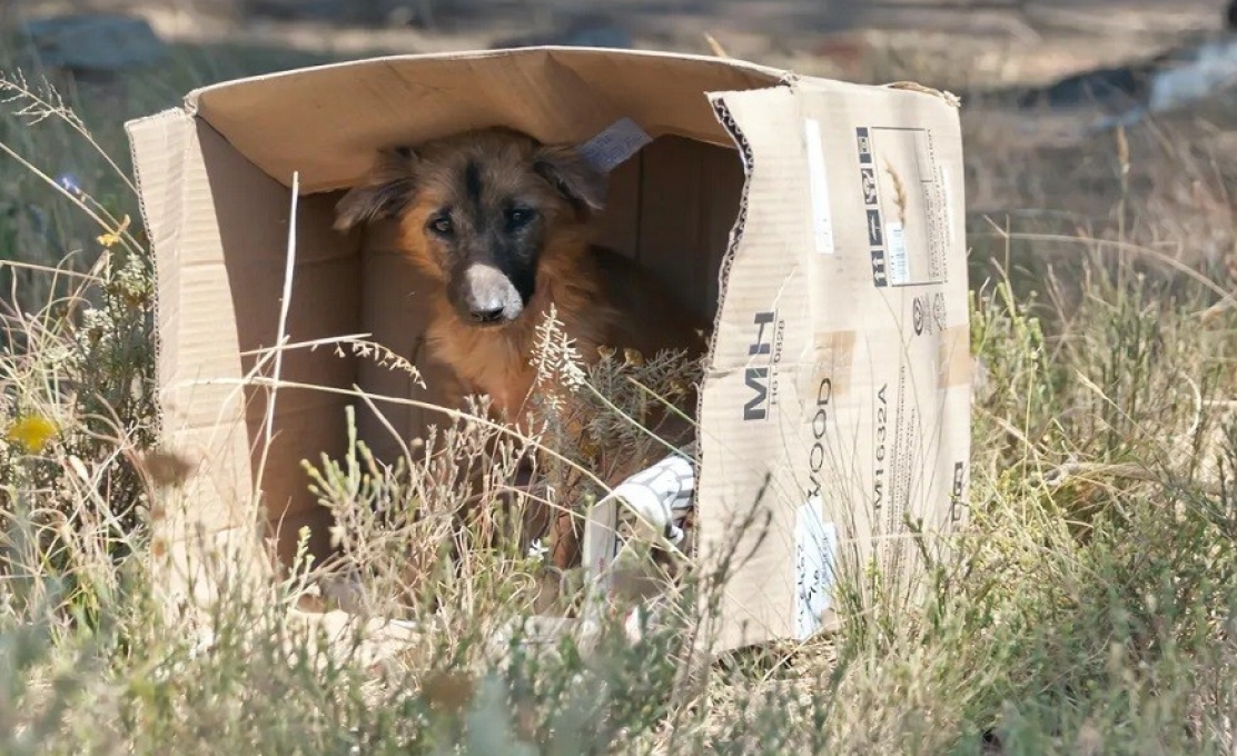 Dezembro Verde: campanha de arrecadação de ração e adoção de animais aband...
