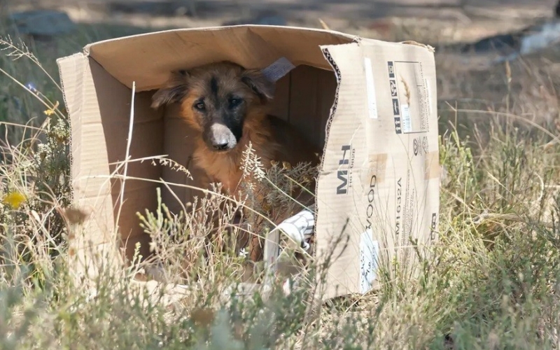 Dezembro Verde: campanha de arrecadação de ração e adoção de animais abandonados dia 03 em Cassilândia