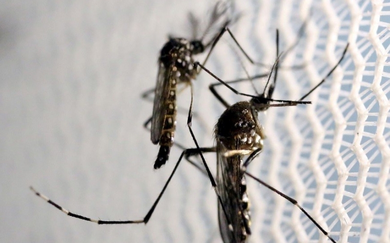 Prefeitura de Cassilândia divulga calendário de mutirão da Dengue